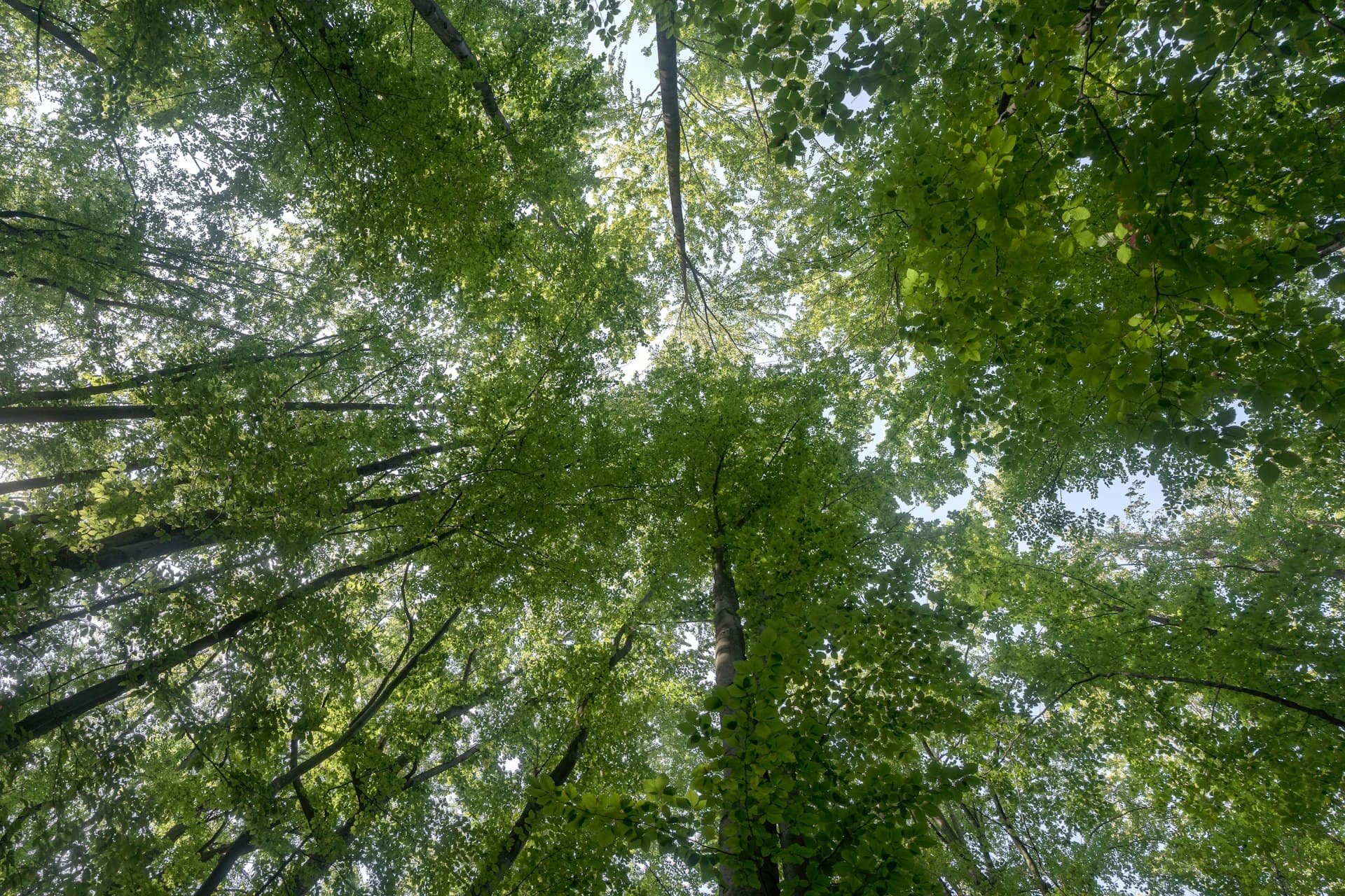 Looking up through a towering tree canopy with sunlight filtering through the leaves