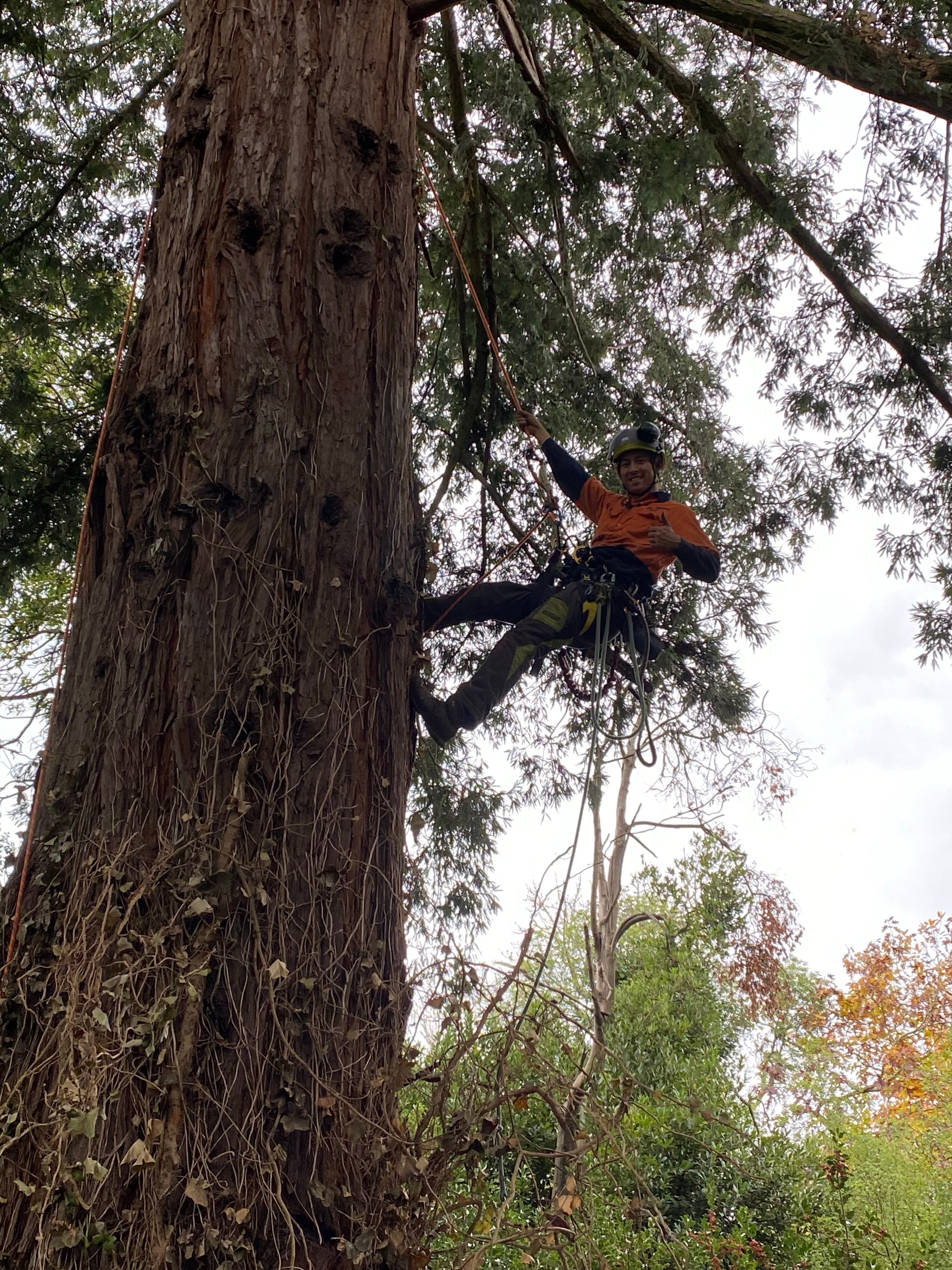 Jordan climbing a massive tree in full safety harness and hi-vis gear