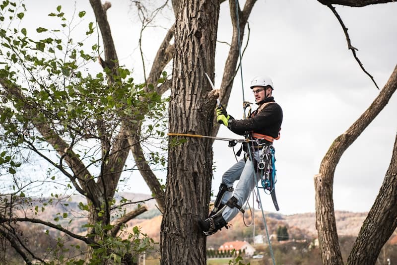 Arborist with harness and saw performing precision tree pruning