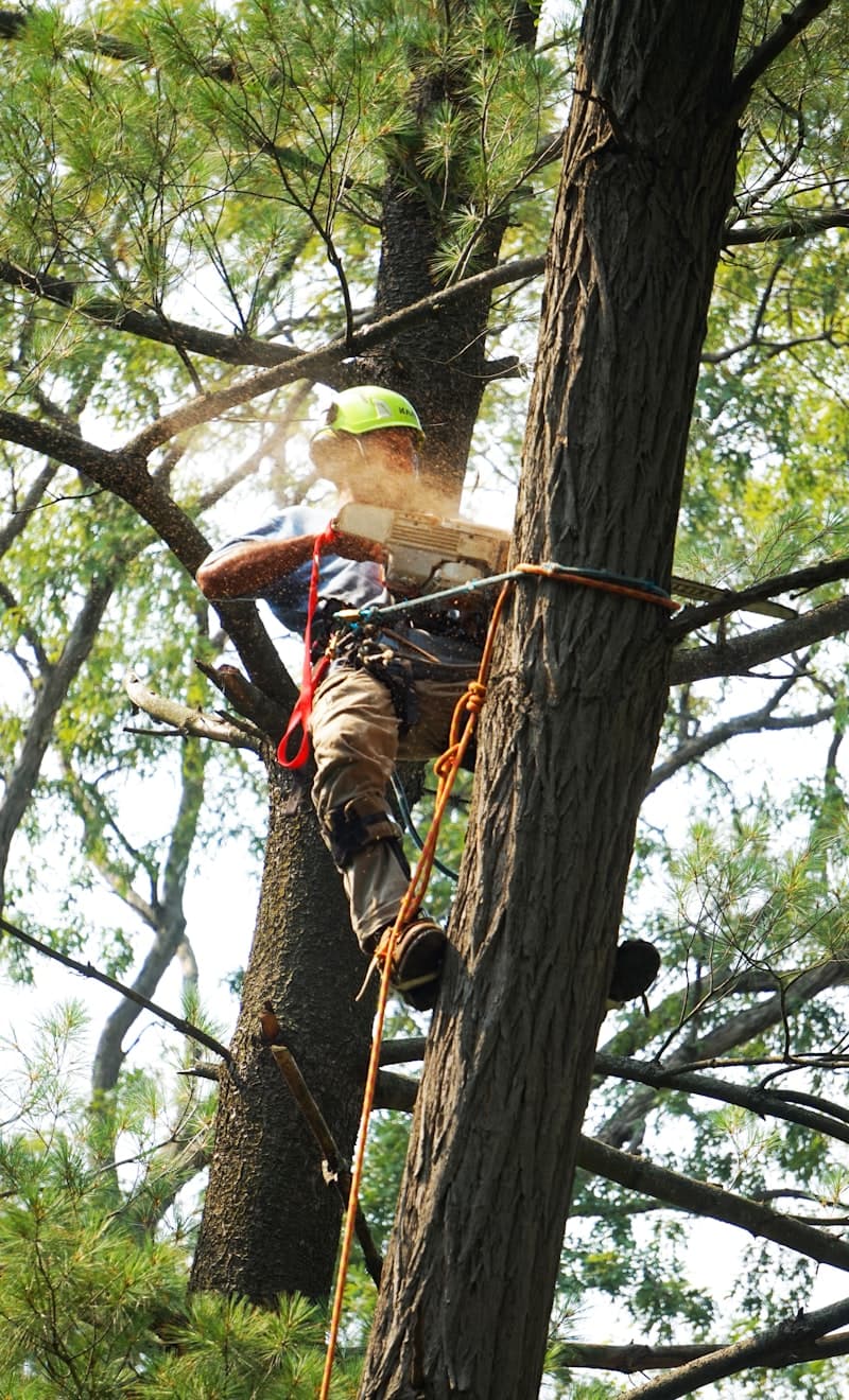 Arborist performing safe tree removal with proper equipment
