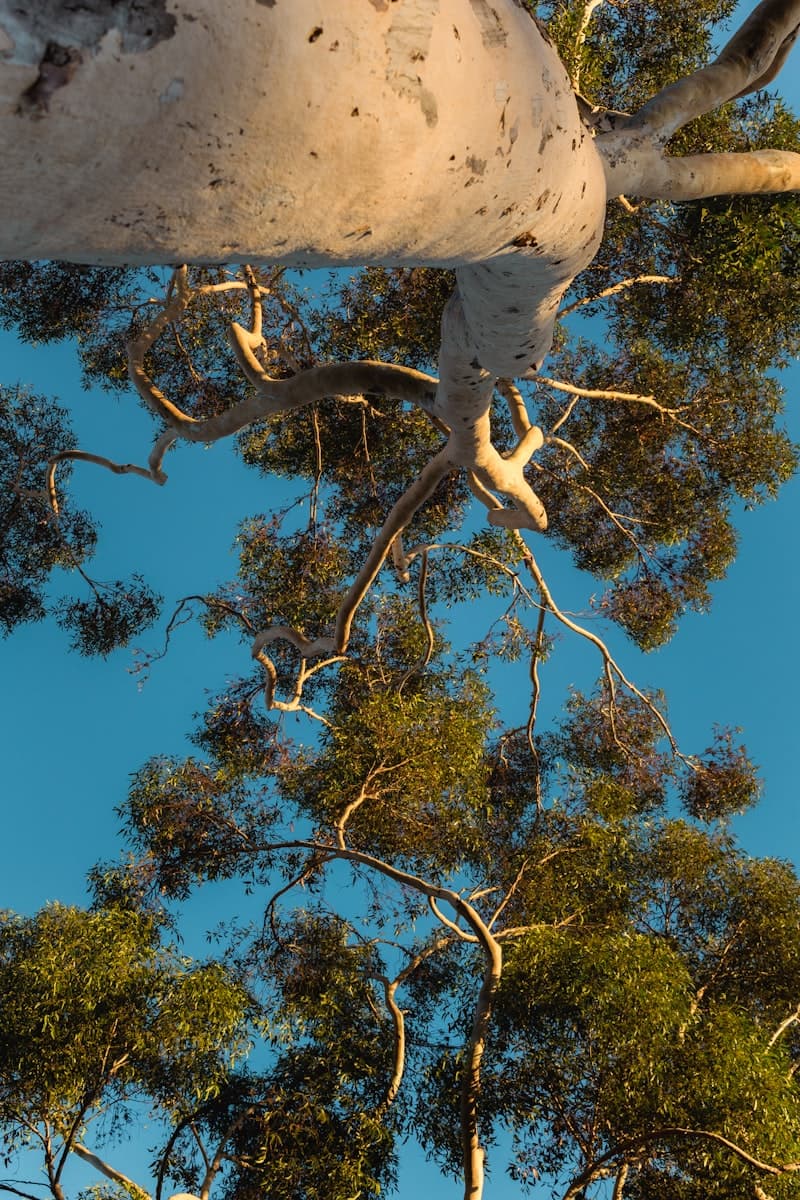 Looking up at the large structural branches of a mature tree