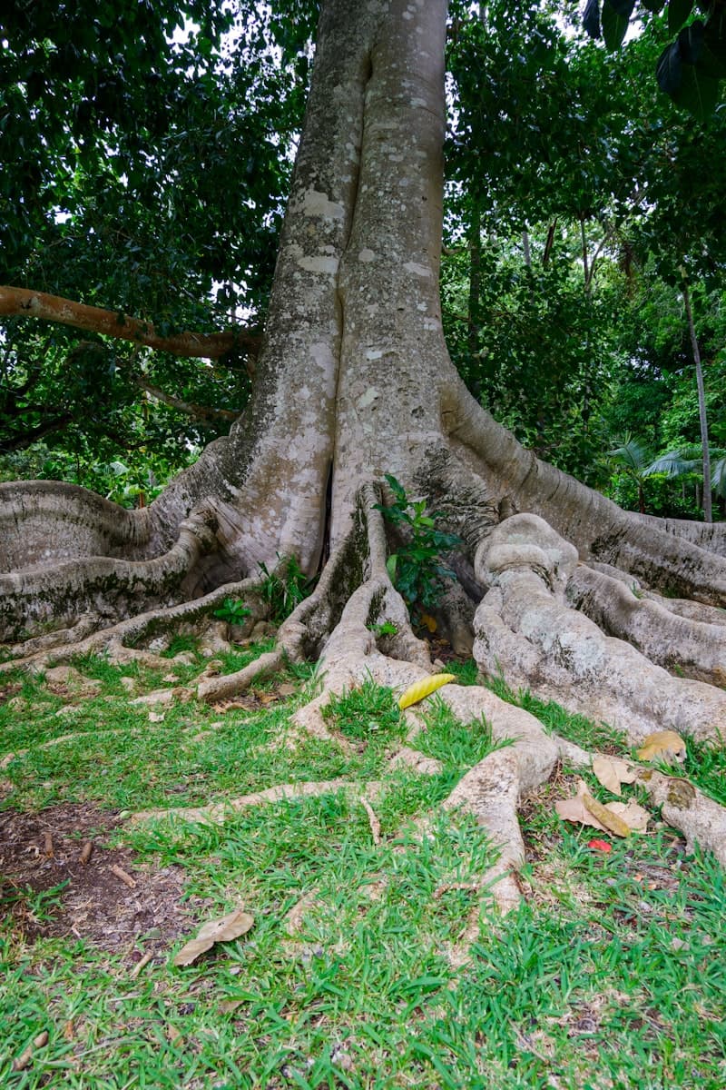 Massive specimen tree with exposed root system in a park setting
