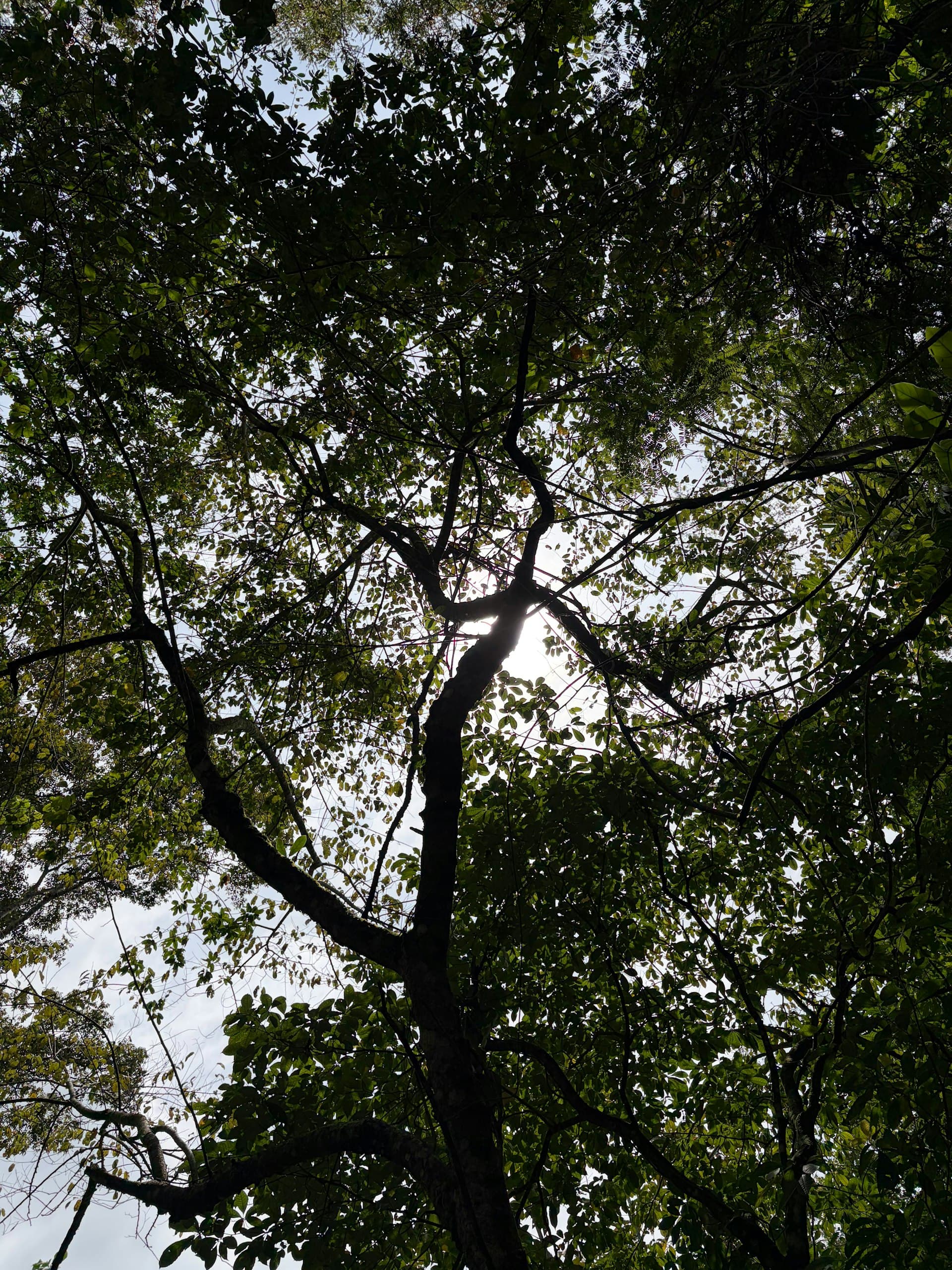 Sunlight filtering through dark tree branches and leaves